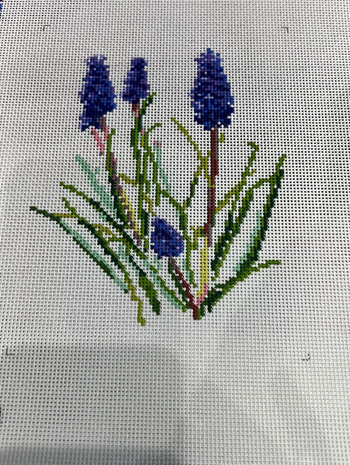 Grape Hyacinth AB-129
