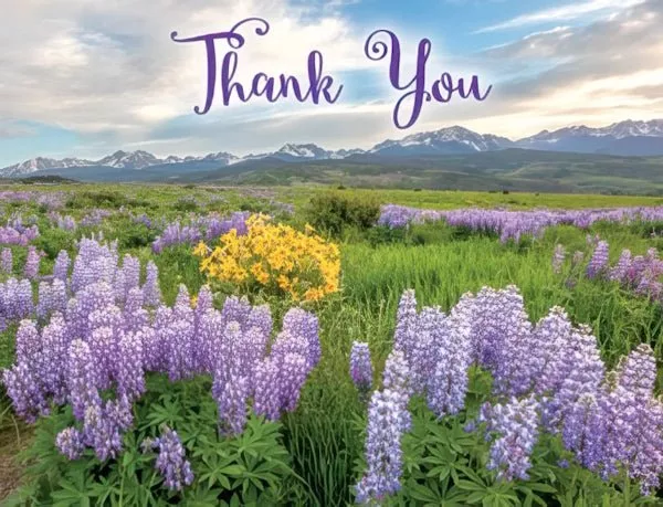 Lupine Field