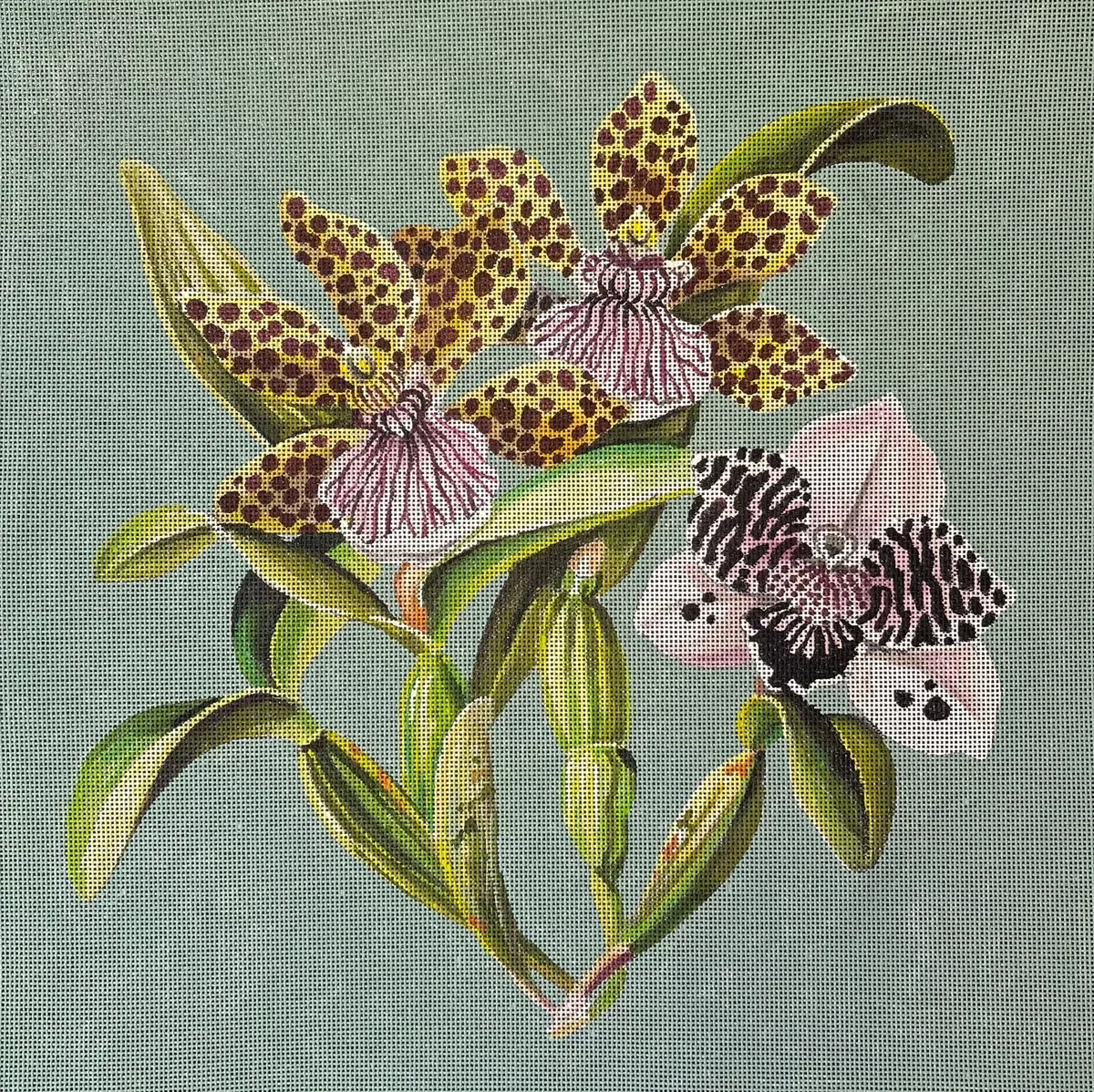 Orchid FF 342
