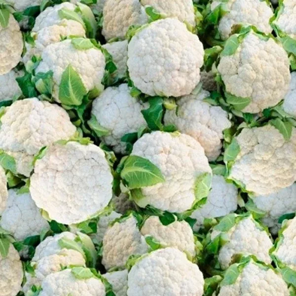 Windham - 51899D Cauliflower