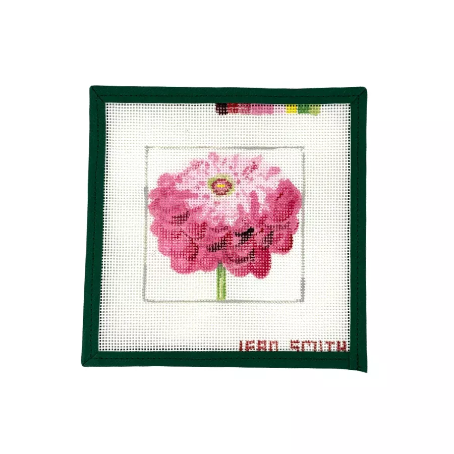 Zinnia